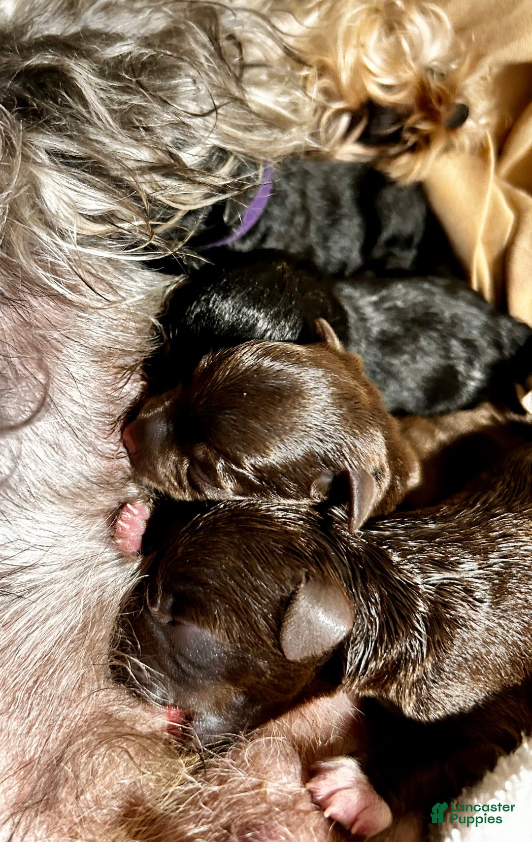 Miniature Schnauzer dogs for sale: Miniature Schnauzer Puppy 4 - Ad 3