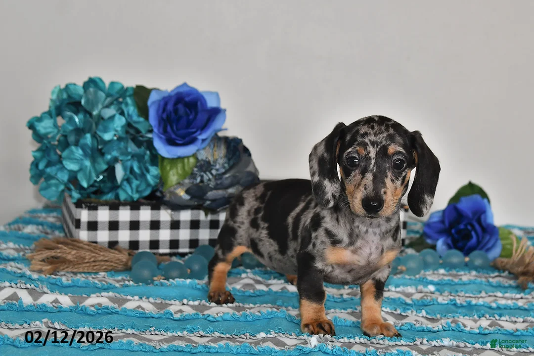 Miniature Dachshund dogs for sale: Fiona - Ad 3