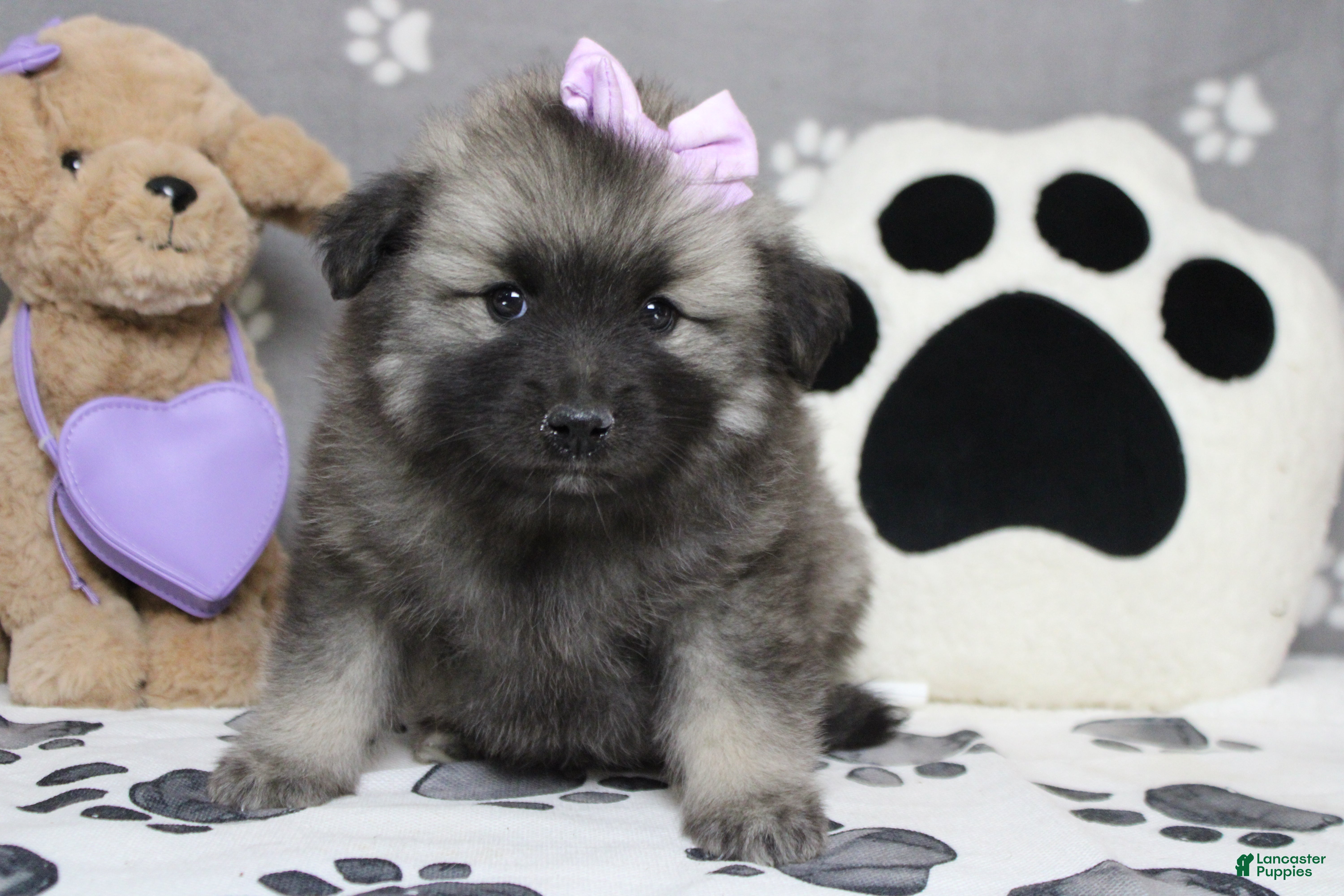 Keeshond dogs Elsa  - Ad 2
