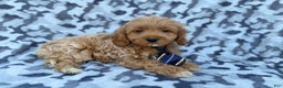Cockapoo dogs for sale: Comet - Ad 1