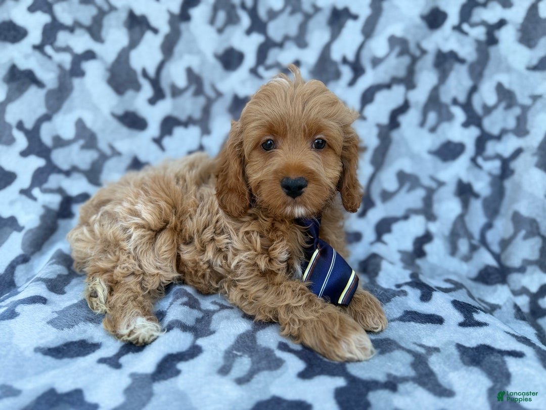 Cockapoo dogs for sale: Comet - Ad 1