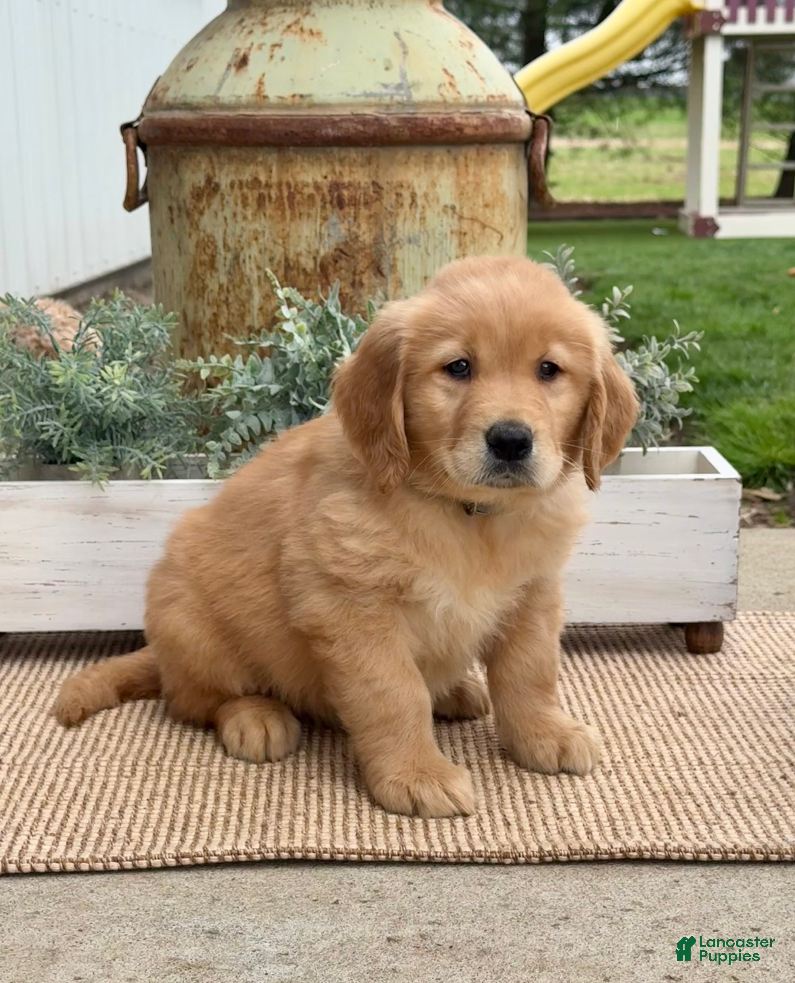 Golden Retriever dogs Greg - Ad 1