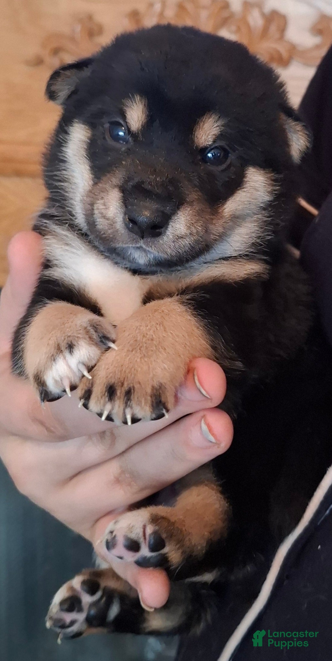 Shiba Inu dogs Shiba Inu Puppy 1 - Ad 31