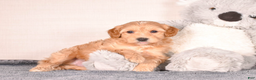 Cavapoo dogs for sale: Steve - Ad 4