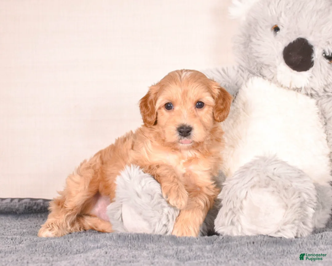 Cavapoo dogs for sale: Steve - Ad 4