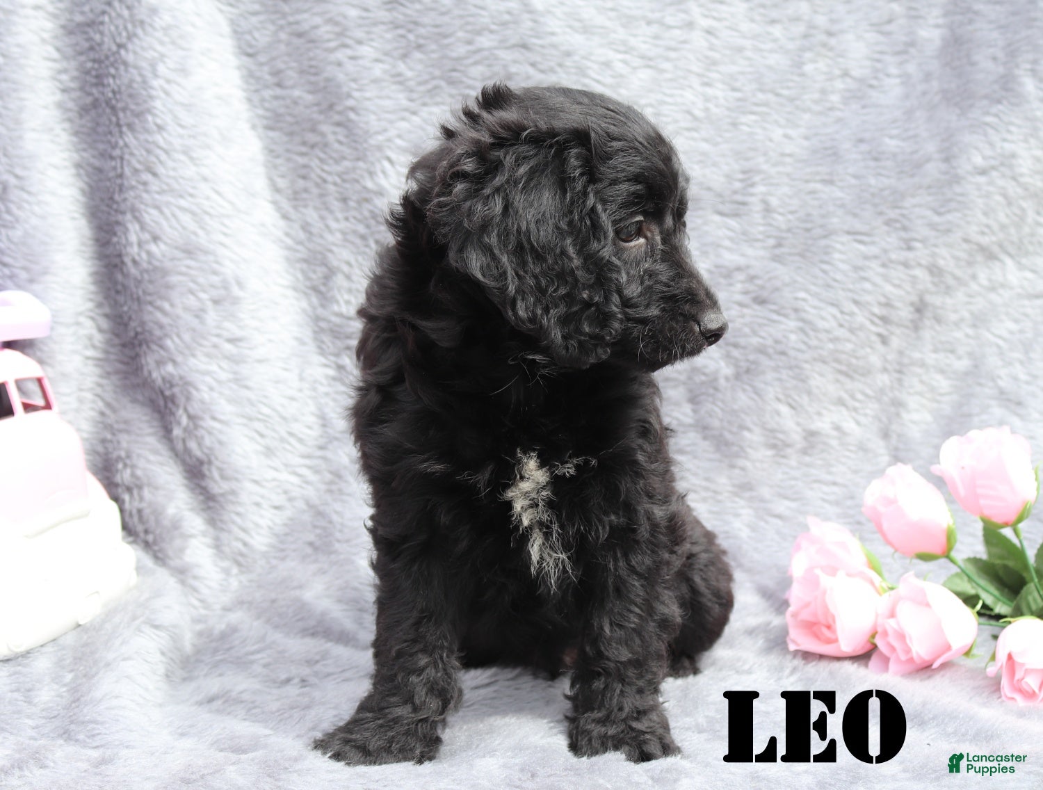 Mini Goldendoodle dogs for sale: Leo - Ad 3