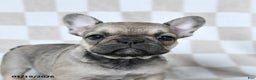 French Bulldog dogs for sale: Haylee - Ad 2