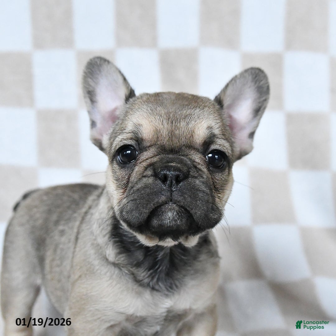 French Bulldog dogs for sale: Haylee - Ad 2
