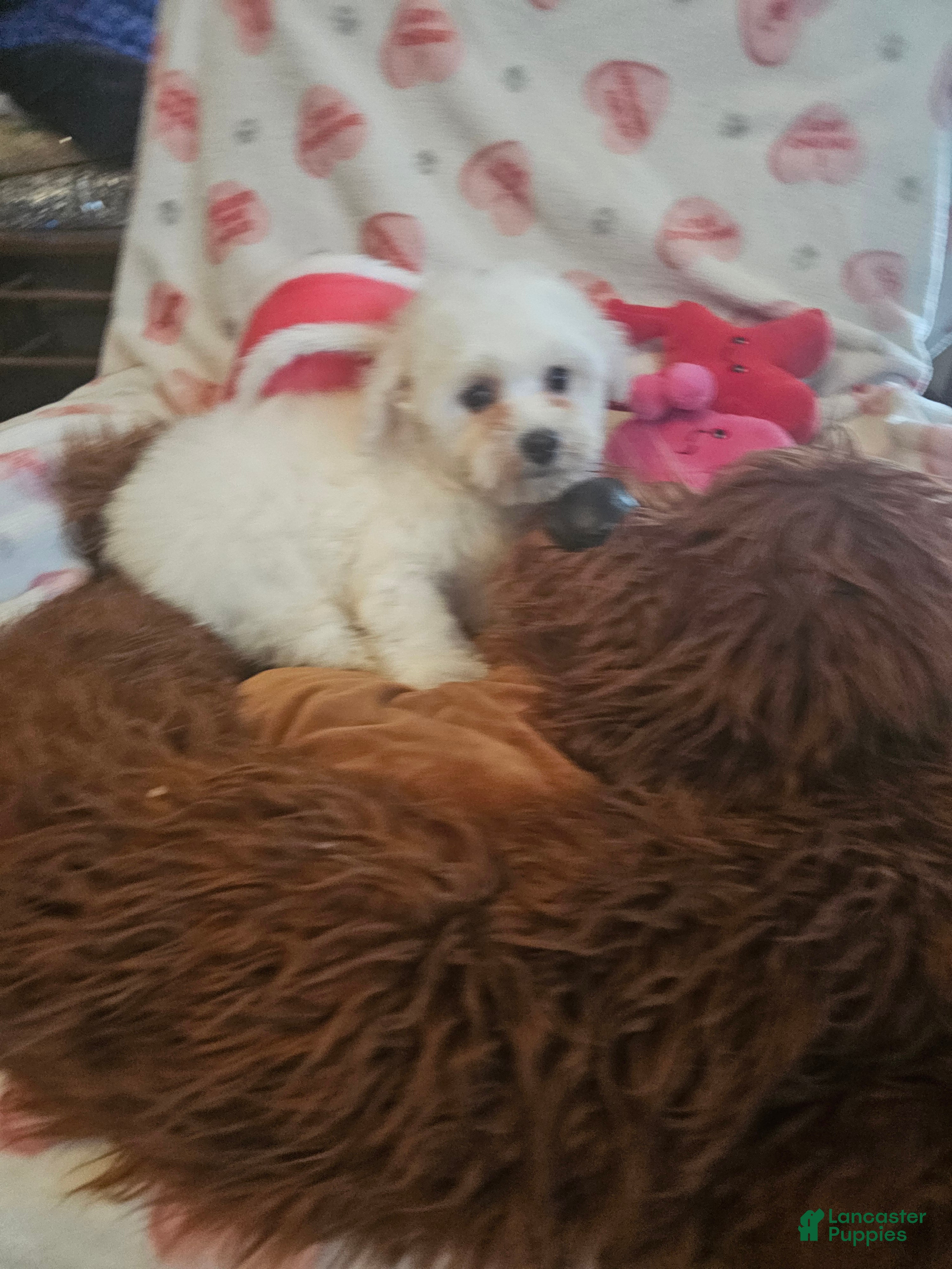 Bichon Frise dogs Bichon Frise Puppy 3 - Ad 8