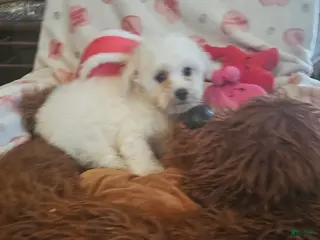 Bichon Frise dogs Bichon Frise Puppy 3 - Ad 8