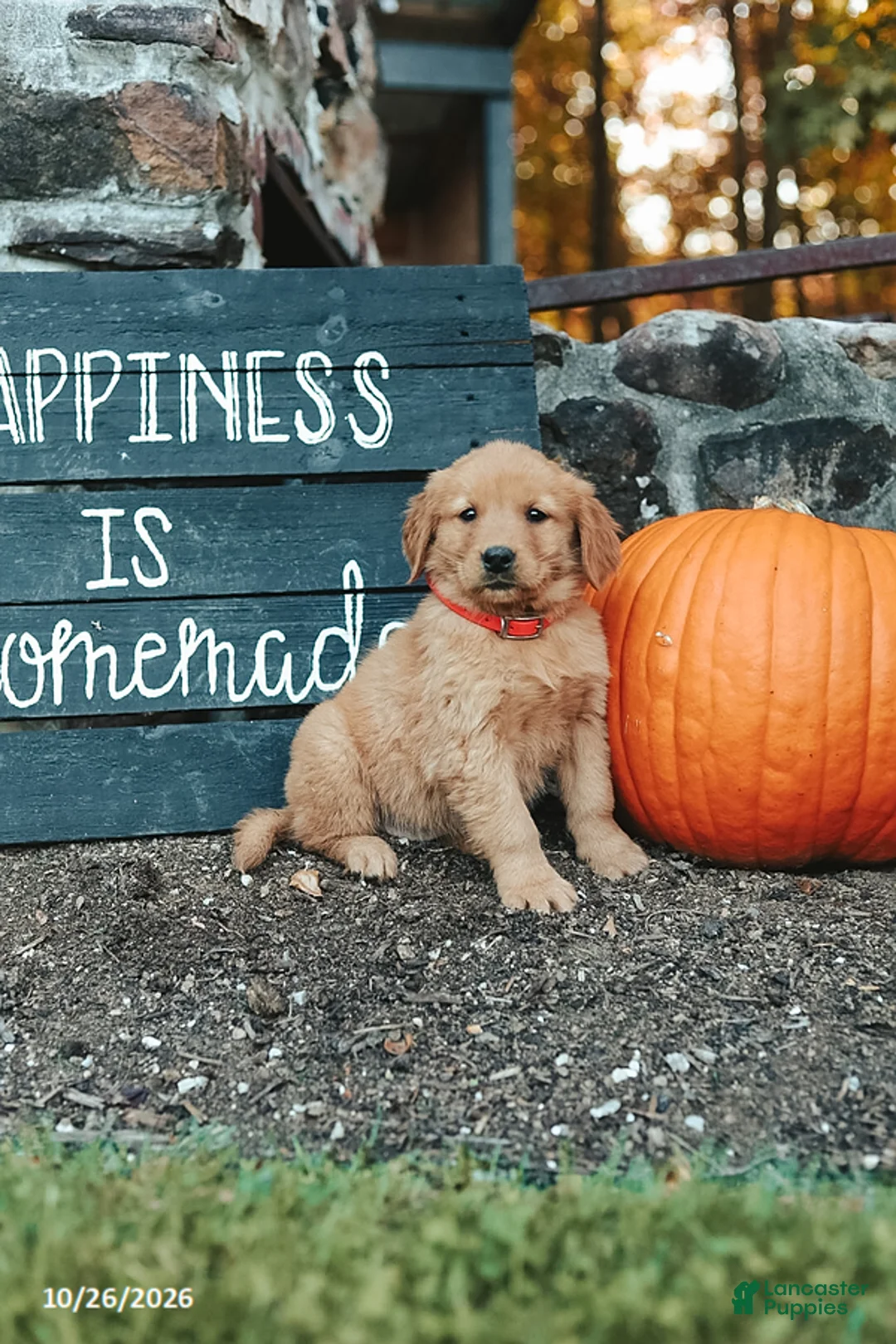 Golden Retriever dogs for sale: Joy - Ad 2