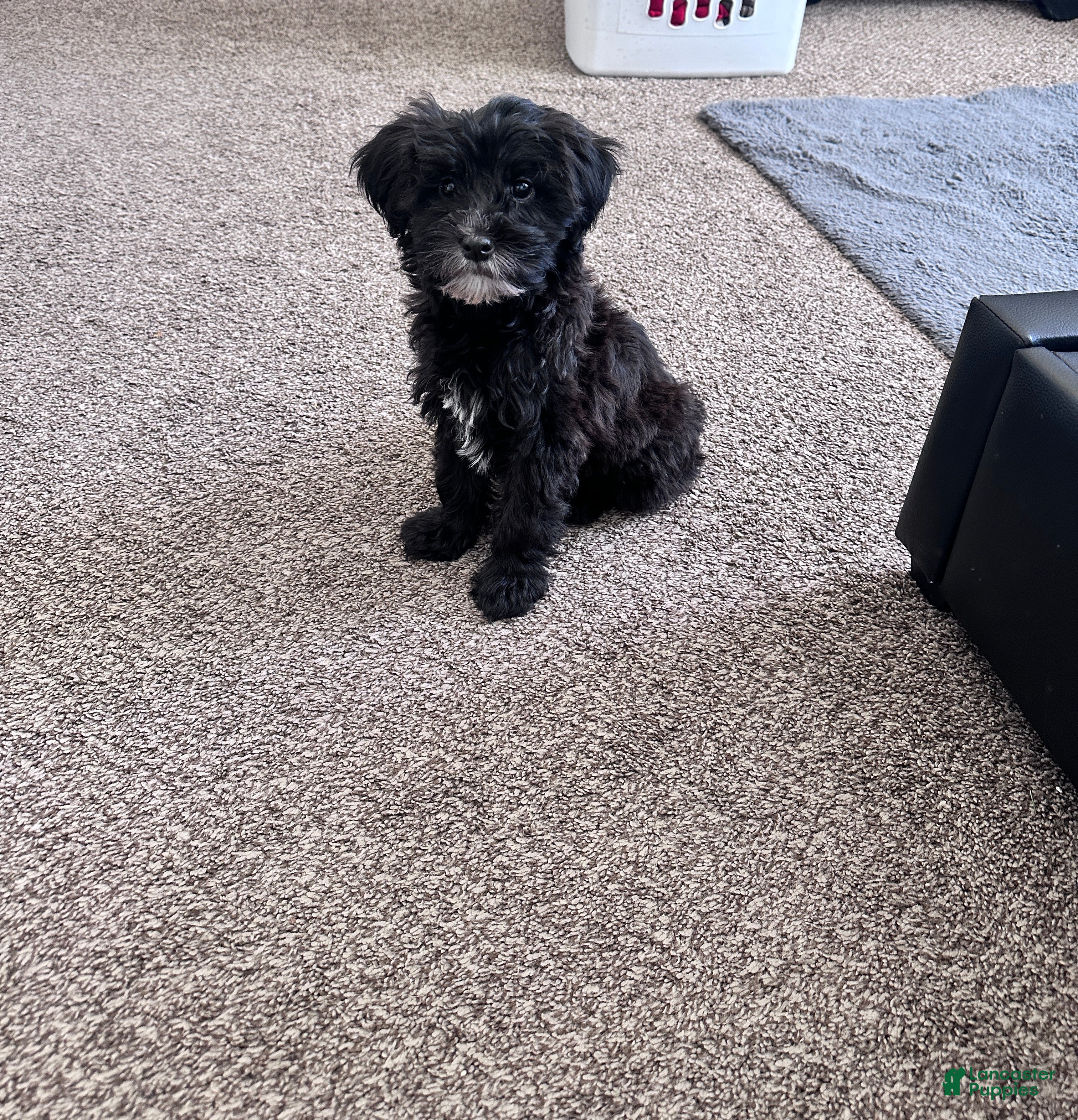 Mixed Breed dogs Mixed Breed Puppy 3 - Ad 16