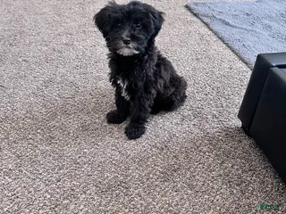 Mixed Breed dogs Mixed Breed Puppy 3 - Ad 22