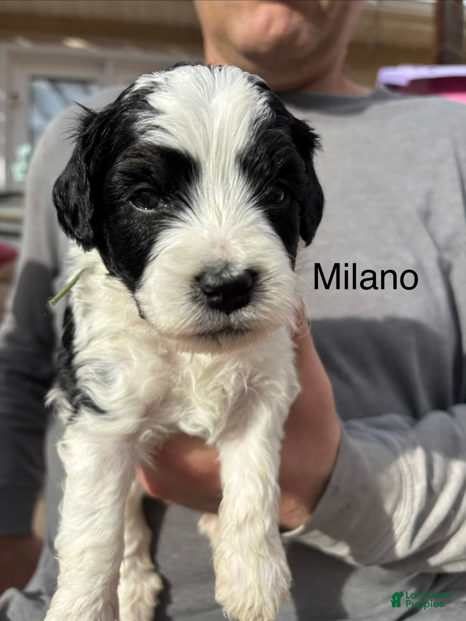Bernedoodle dogs Milano - Ad 2