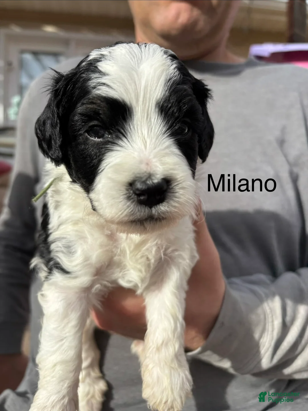 Bernedoodle dogs for sale: Milano - Ad 1