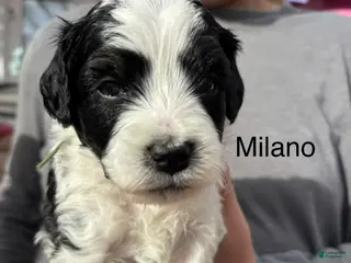 Bernedoodle dogs Milano - Ad 2