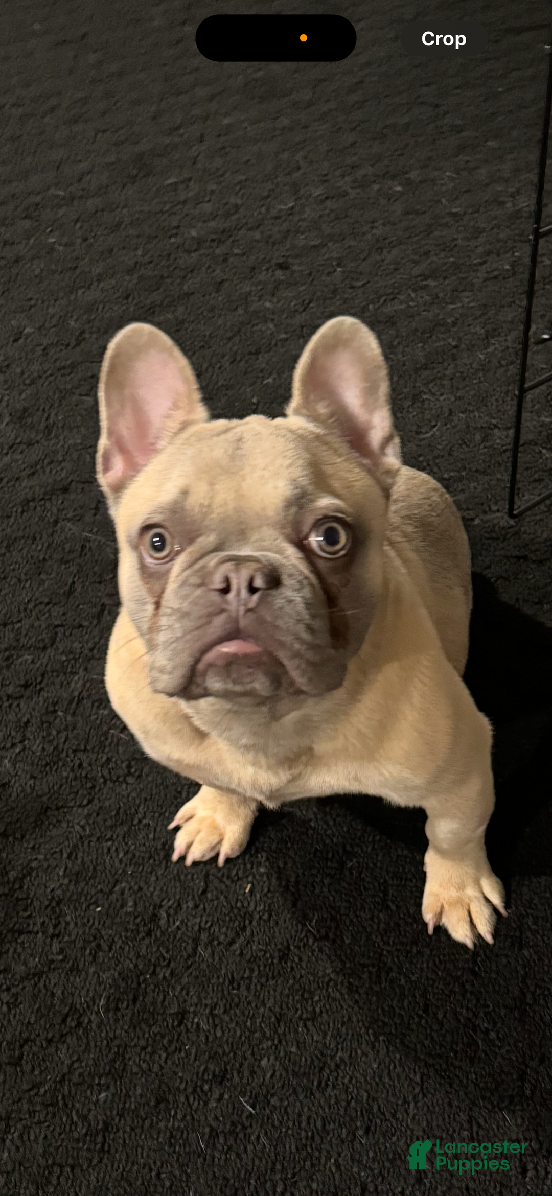 French Bulldog dogs for sale: French Bulldog Puppy 2 - Ad 4