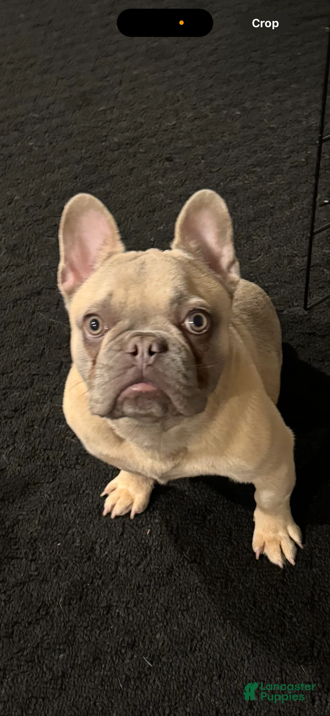 French Bulldog dogs for sale: French Bulldog Puppy 3 - Ad 4