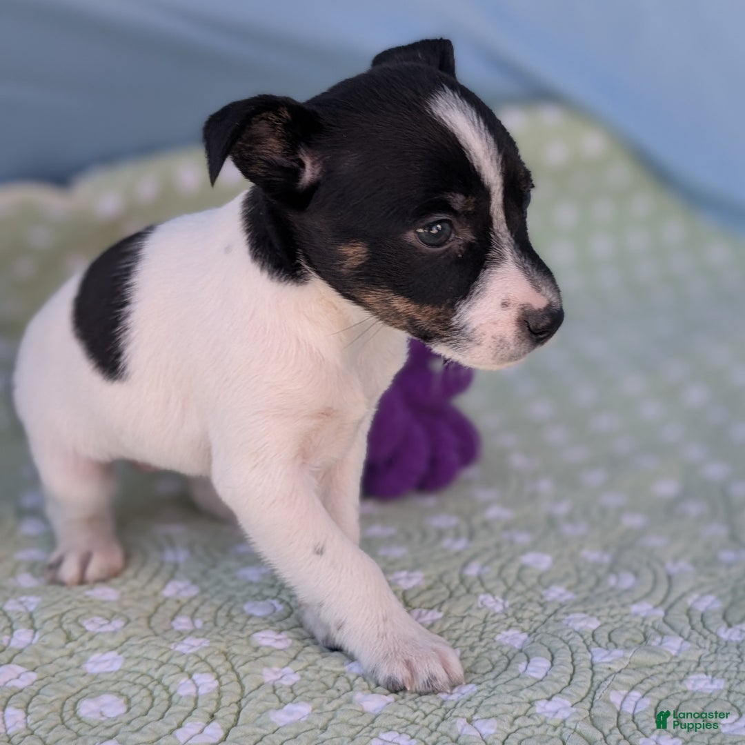 Rat Terrier dogs for sale: Poppy - Ad 6