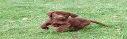 Labrador Retriever dogs for sale: Heath - Ad 4