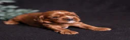 Cavalier King Charles Spaniel dogs for sale: Tyson - Ad 5