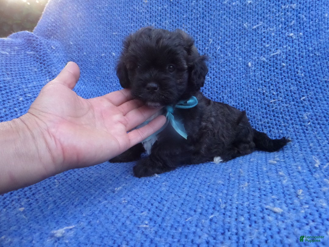 Maltipoo dogs for sale: Benny - Ad 1