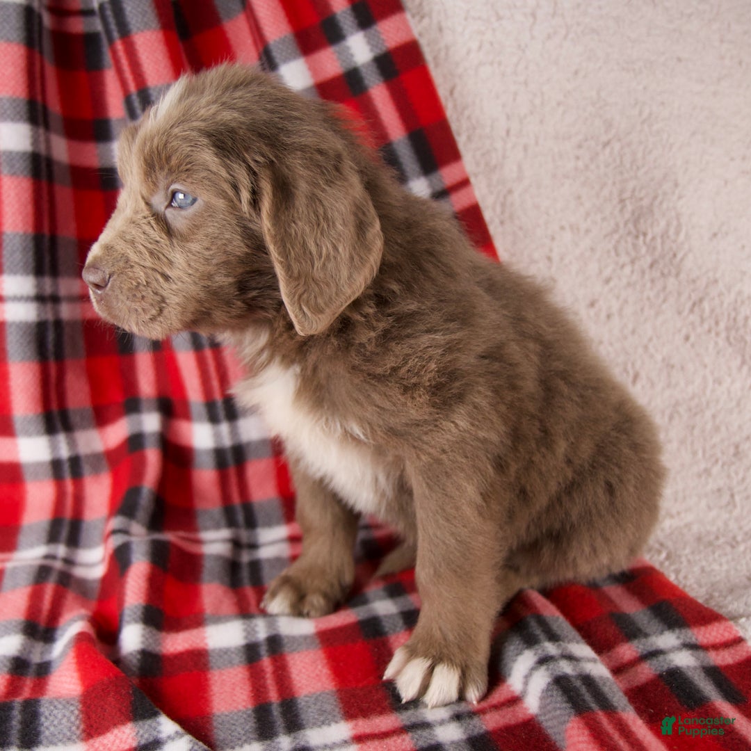 Newfoundland dogs for sale: Flora - Ad 6