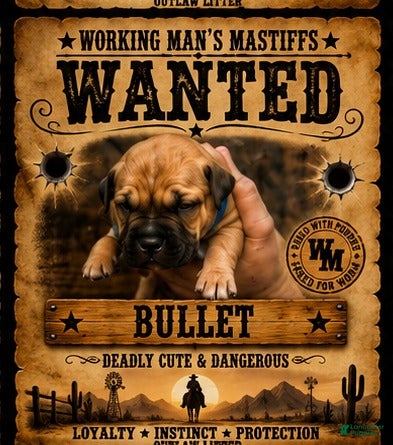 South African Boerboels dogs Bullet  - Ad 1