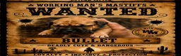 South African Boerboels dogs for sale: Bullet  - Ad 1