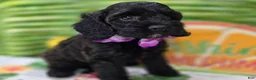Cockapoo dogs for sale: Tinkerbell - Ad 8
