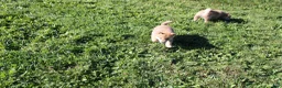 Shiba Inu dogs for sale: Boots - Ad 5