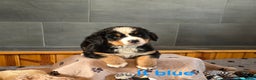 Bernese Mountain Dog dogs for sale: Lt Blue - Ad 6