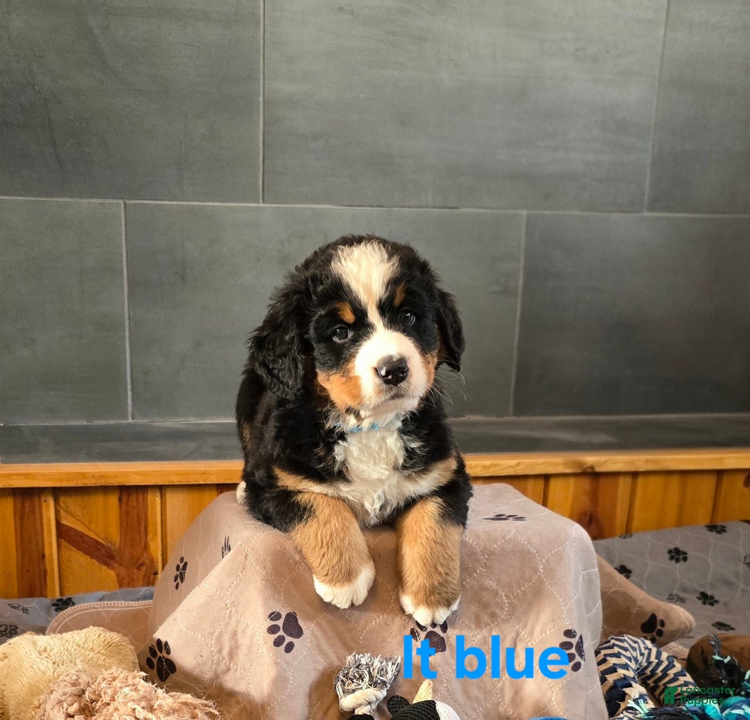 Bernese Mountain Dog dogs for sale: Lt Blue - Ad 6