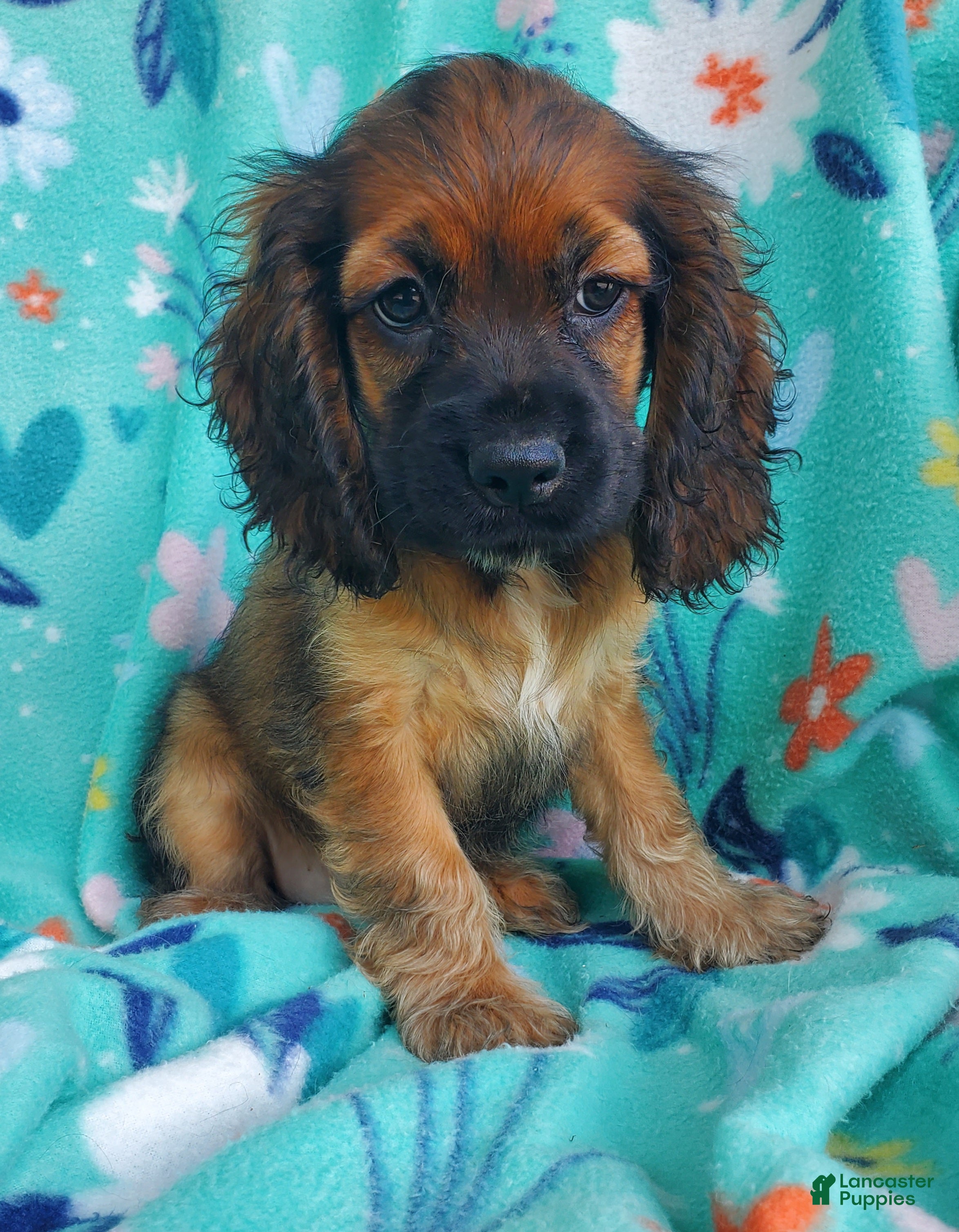 Cocker Spaniel dogs Millie - Ad 2