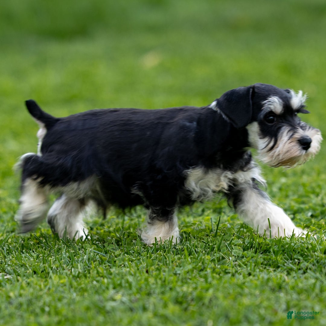 Miniature Schnauzer dogs for sale: Spencer - Ad 3