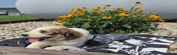 Mixed Breed dogs for sale: Rock - Ad 10