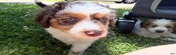 Mixed Breed dogs for sale: Mixed Breed 3 - Ad 2
