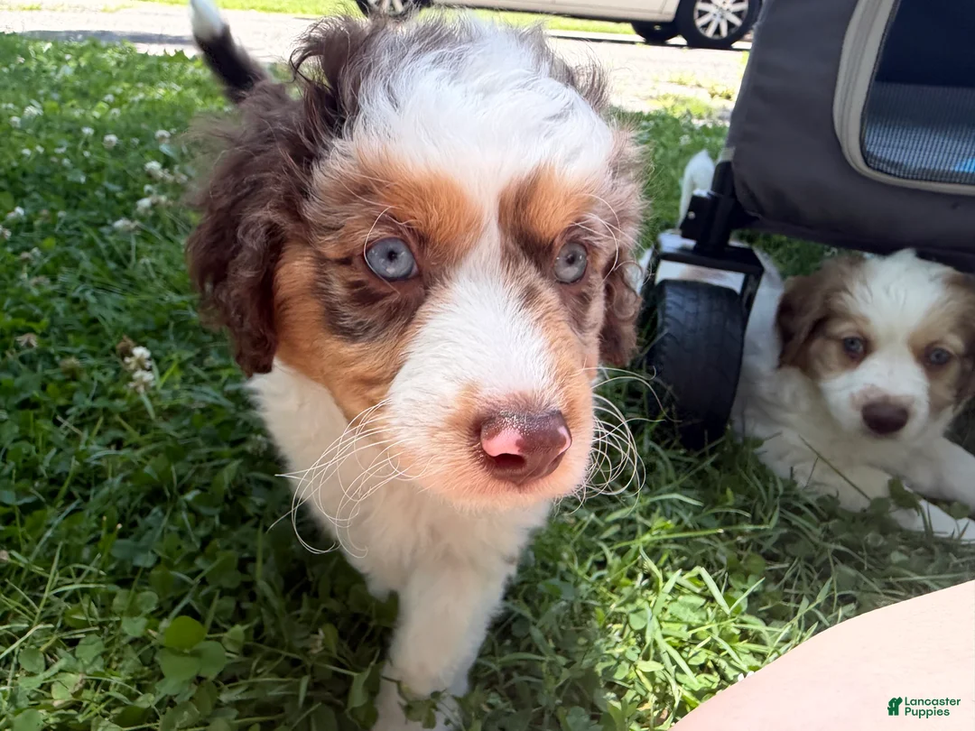 Mixed Breed dogs for sale: Mixed Breed 3 - Ad 2