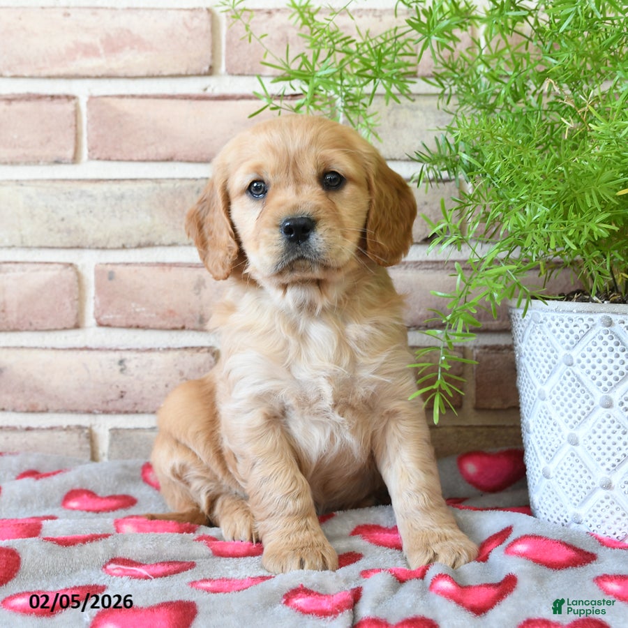 Miniature Golden Retriever dogs Amor  - Ad 2