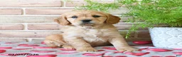 Miniature Golden Retriever dogs for sale: Amor  - Ad 2