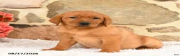 Labrador Retriever dogs for sale: Faline - Ad 3