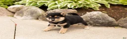 Shiba Inu dogs for sale: Miles - Ad 1