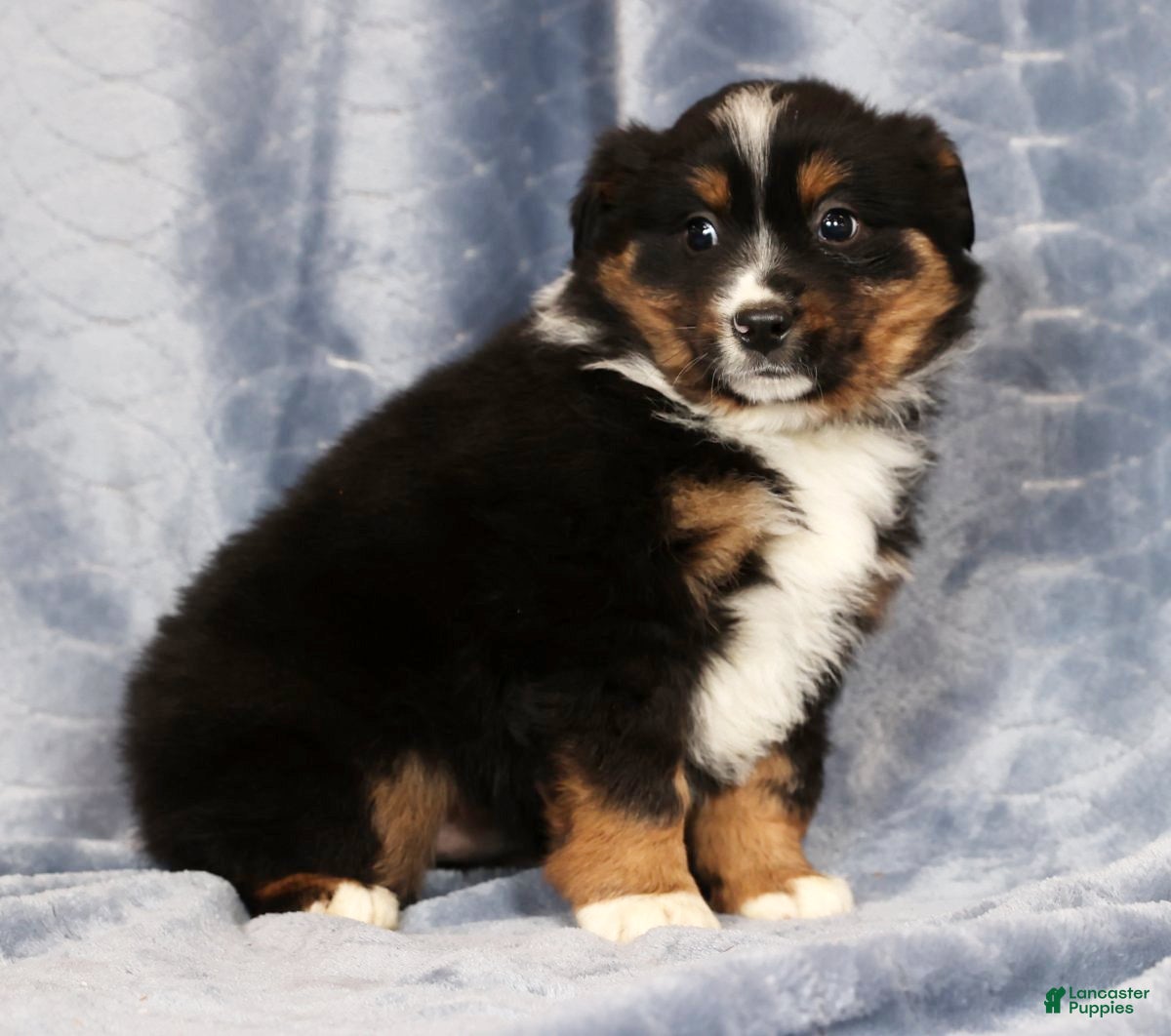 Miniature Australian Shepherd dogs Elmo - Ad 2