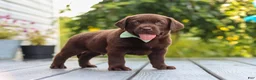 Labrador Retriever dogs for sale: Haven - Ad 7