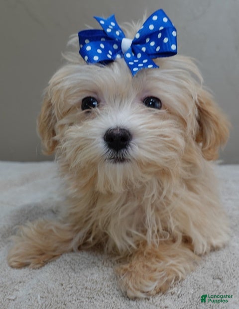 Maltipoo dogs Tiny Kyro 2 lbs 5 ozs  - Ad 6