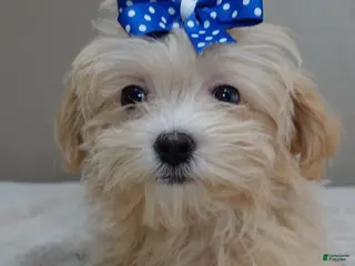 Maltipoo dogs Tiny Kyro 2 lbs 5 ozs - Ad 12