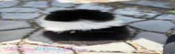 Pomeranian dogs for sale: Little Mars - Ad 7