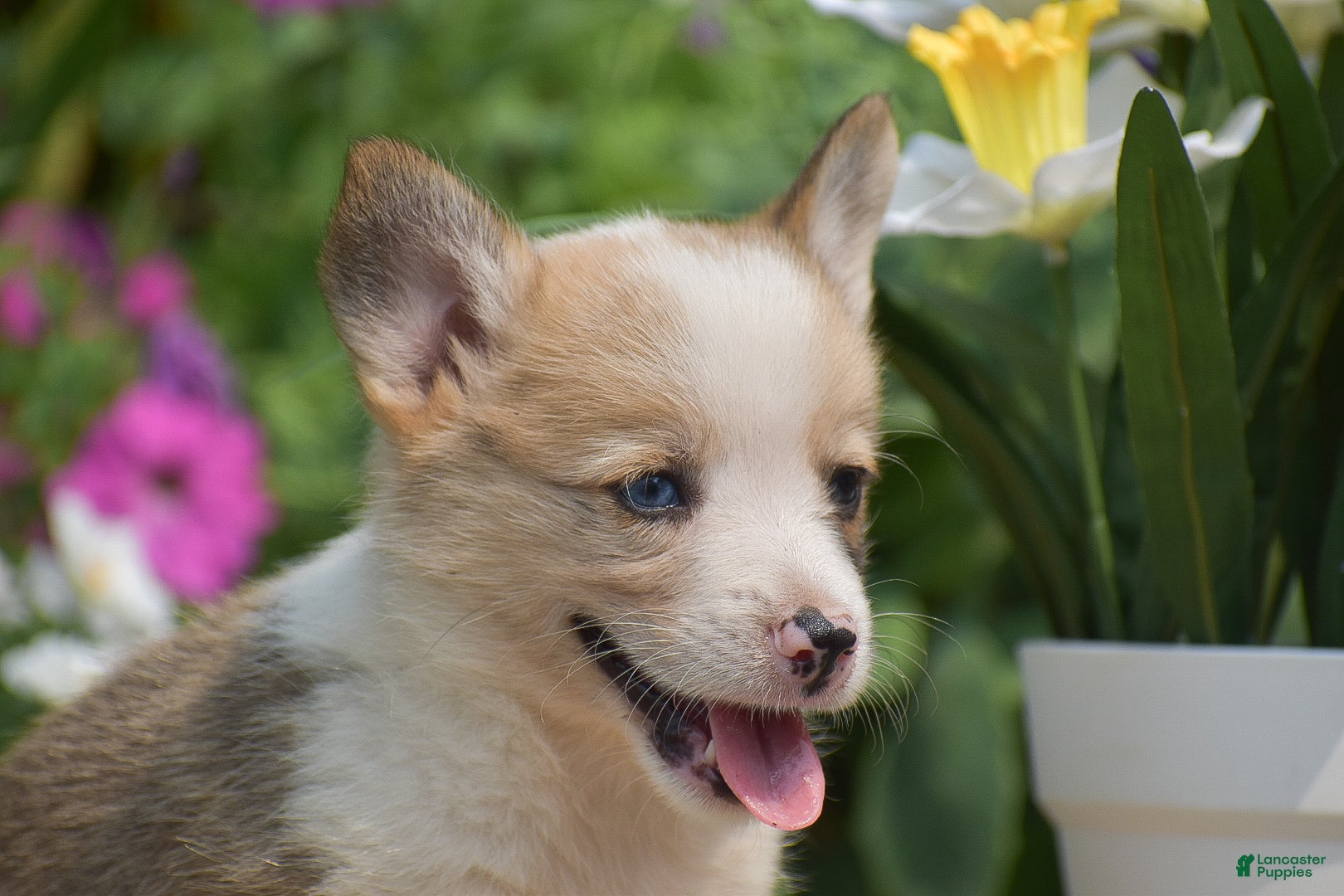 Welsh Corgi Pembroke dogs Clifford - Ad 2