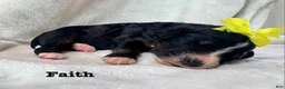 Bernedoodle dogs for sale: Faith  - Ad 6