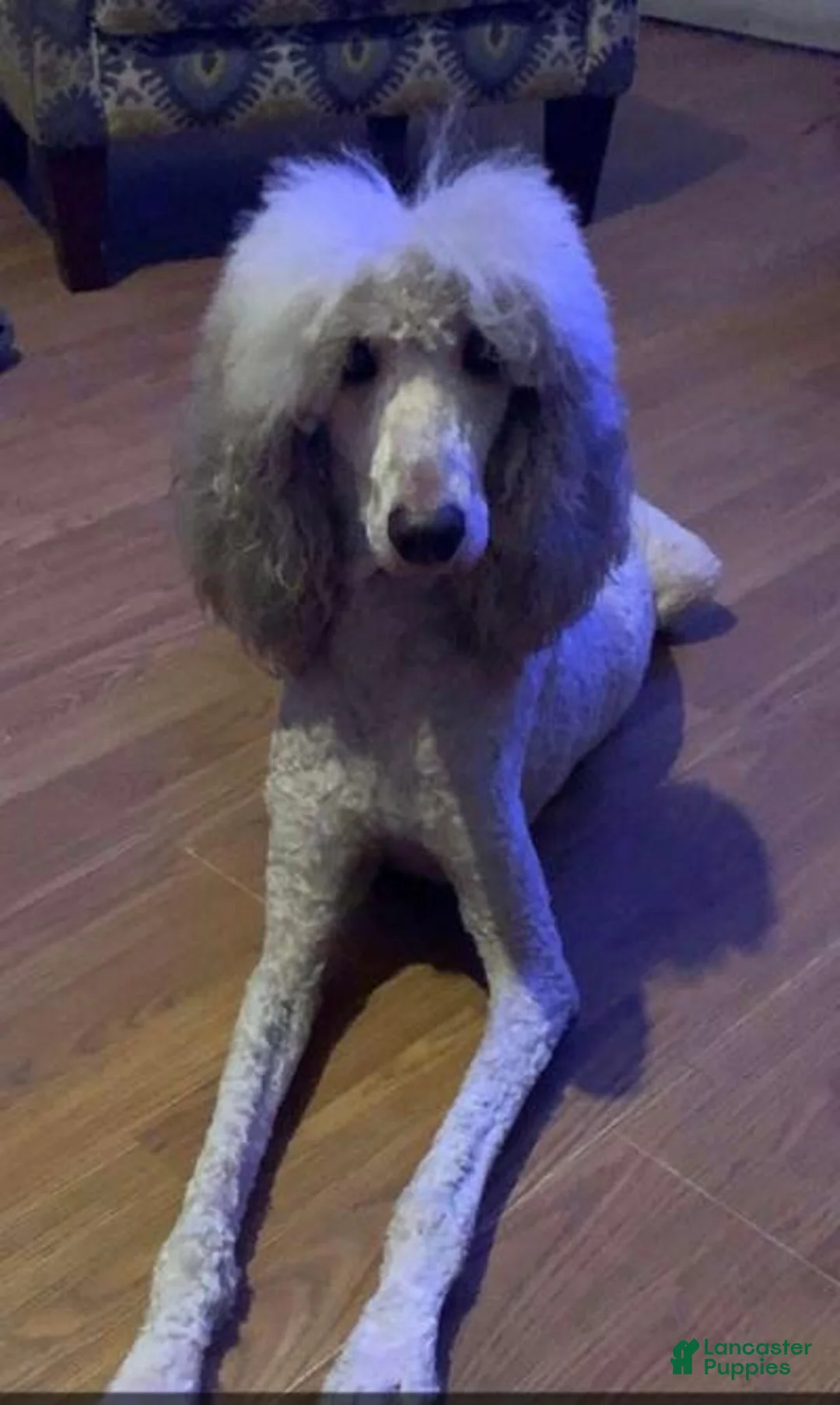 Sheepadoodle dogs for sale: Lecce - Ad 2